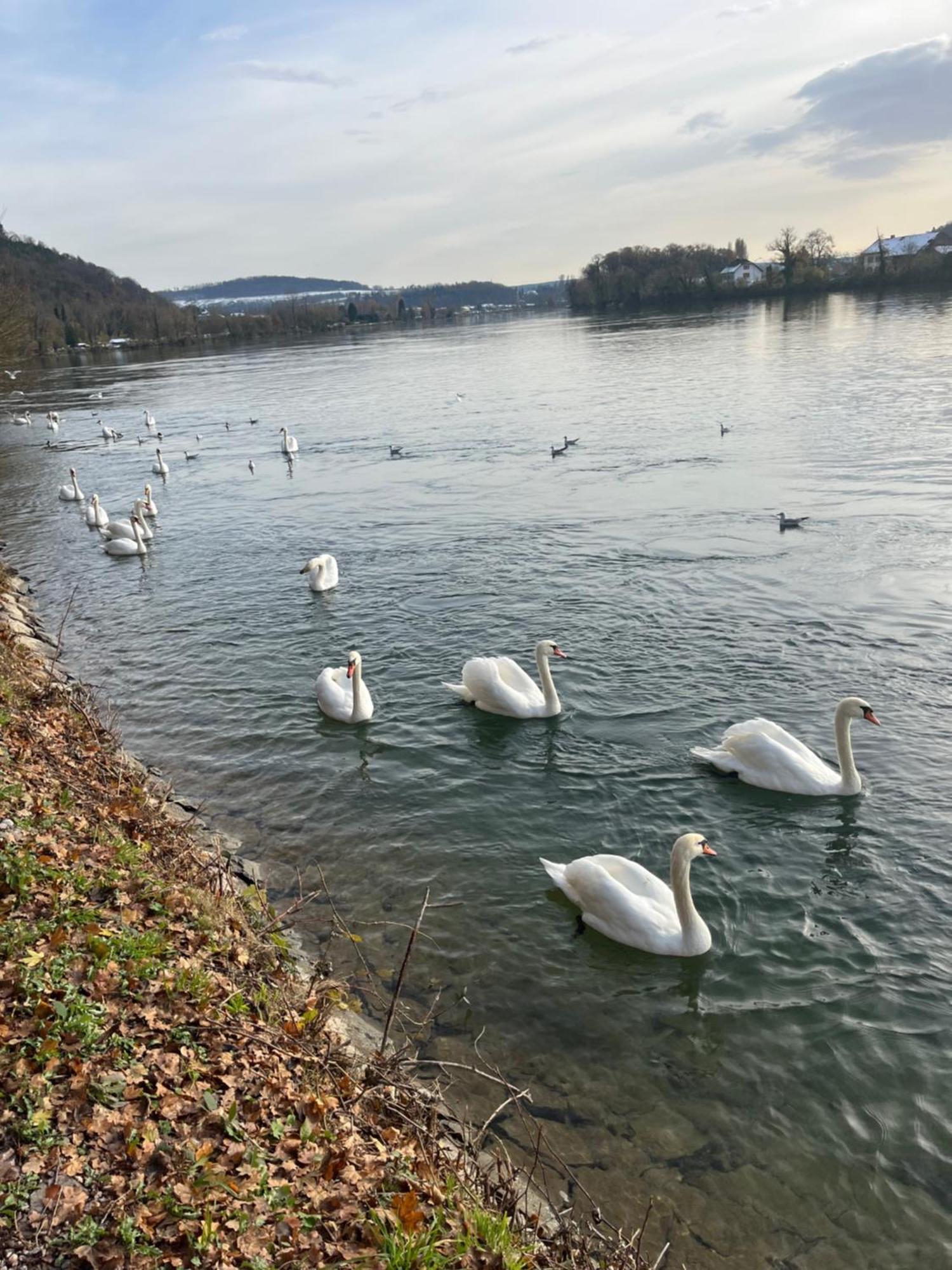 Waldshut -Kaiser55 Εξωτερικό φωτογραφία